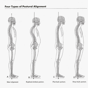 posture-charts