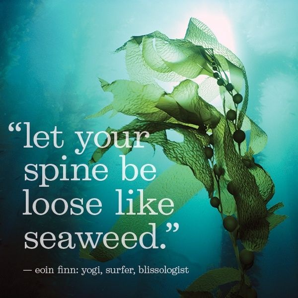 spine-seaweedphoto