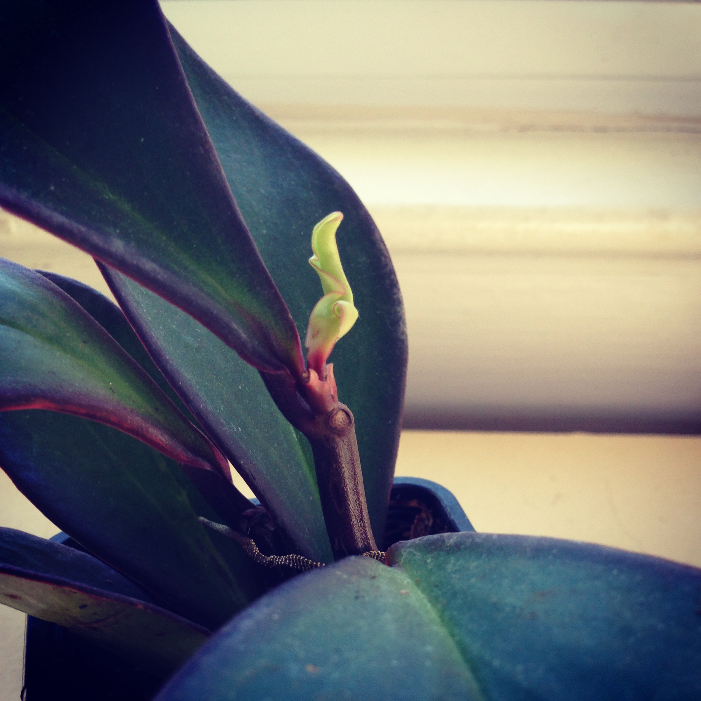 new growth
